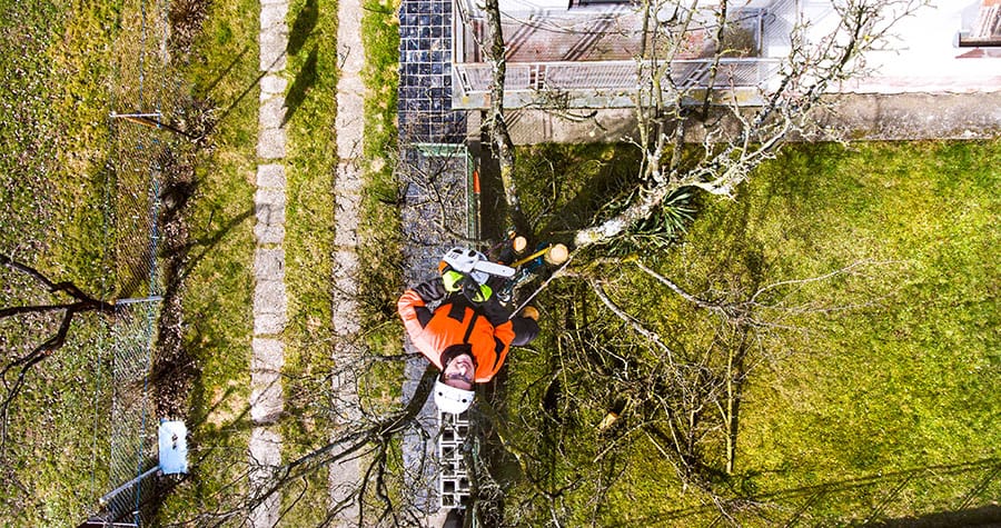 How To Fix A Storm Damaged Tree